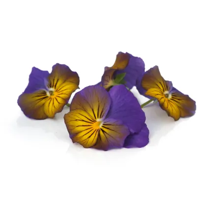 Violas yellow purple | edible flowers | PUURgroenten Violas yellow purple | edible flowers | PUURgroenten