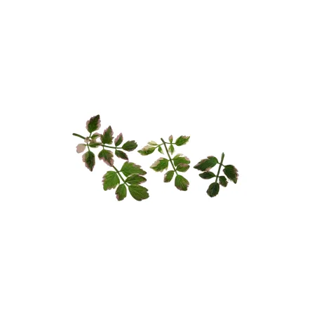 Japanese Sea Parsley | salty vegetables | PUURgroenten Japanese Sea Parsley | salty vegetables | PUURgroenten