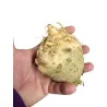 Baby Celeriac you buy at PUURgroenten