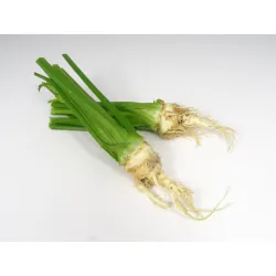 Mini Celeriac you buy at PUURgroenten