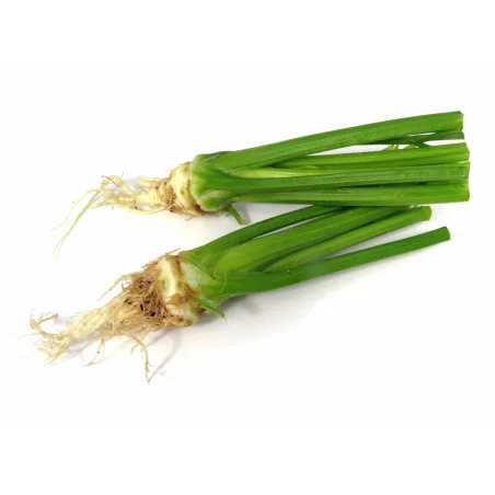 Mini Knolselderij koop je bij PUURgroenten.