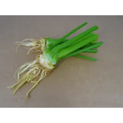 Mini Celeriac you buy at PUURgroenten