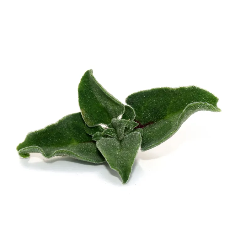 Zilt ijskruid| zilte groenten | PUURgroenten