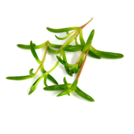 Micro zee banaantjes| zilte groenten | PUURgroenten