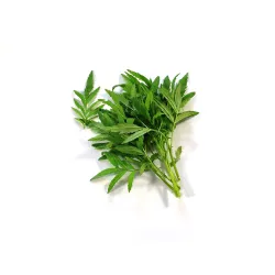 Huacatay - Peruaanse munt | Kruiden | PUURgroenten