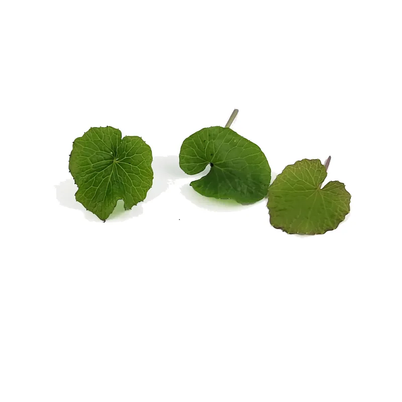 Wasabi leaves you buy at PUURgroenten