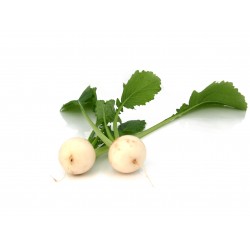Mini Turnips