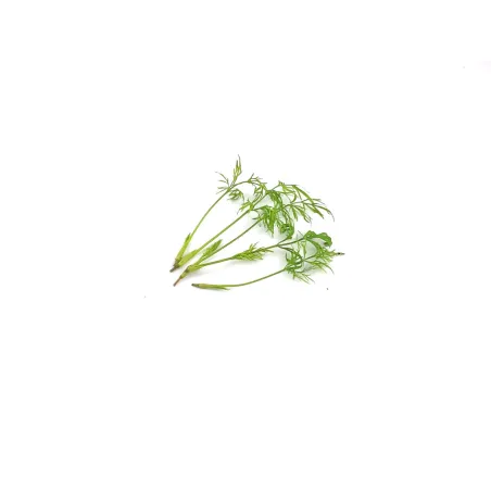 Micro Fenchel Grün – Raffiniert und Geschmackvoll – PUURgroenten
