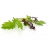 Mini Featherleaf Red & Green + Spicy Mix | PUURgroente