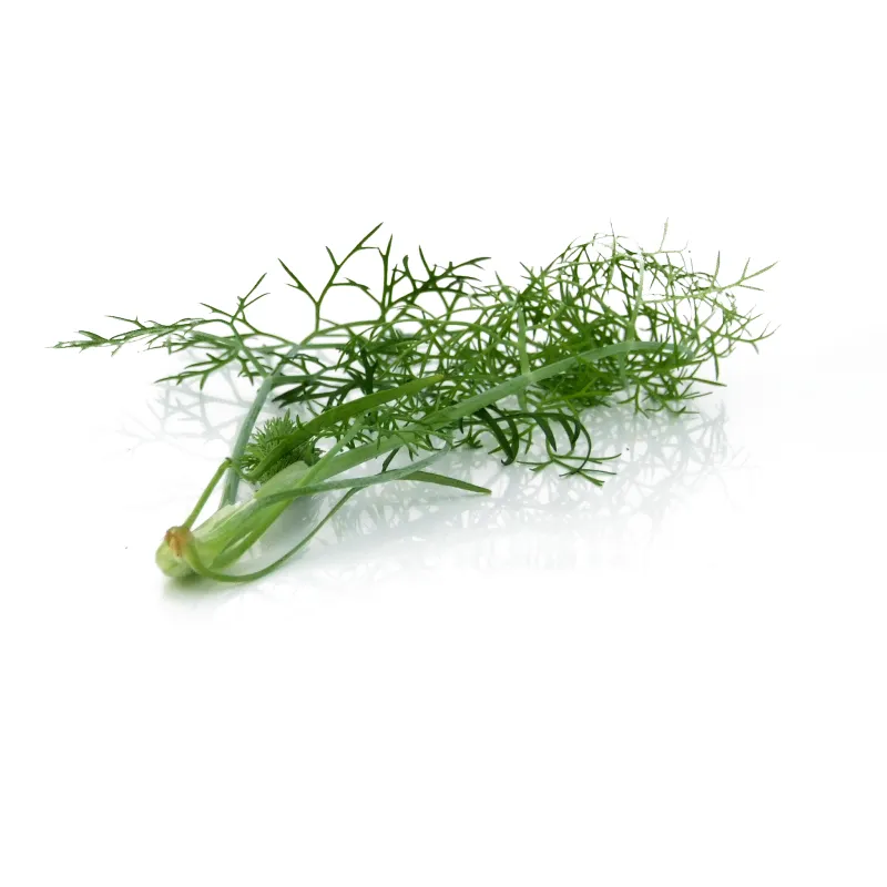 Wilder Fenchel – Aromatisch und Raffiniert – PUURgroenten