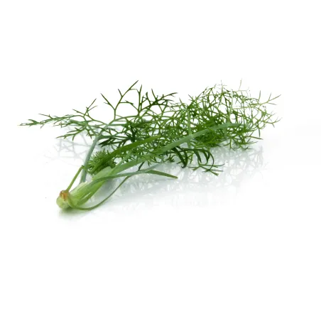 Wilder Fenchel – Aromatisch und Raffiniert – PUURgroenten