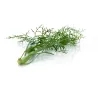Wilder Fenchel – Aromatisch und Raffiniert – PUURgroenten