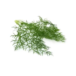 Wilder Fenchel – Aromatisch und Raffiniert – PUURgroenten