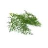 Wilder Fenchel – Aromatisch und Raffiniert – PUURgroenten