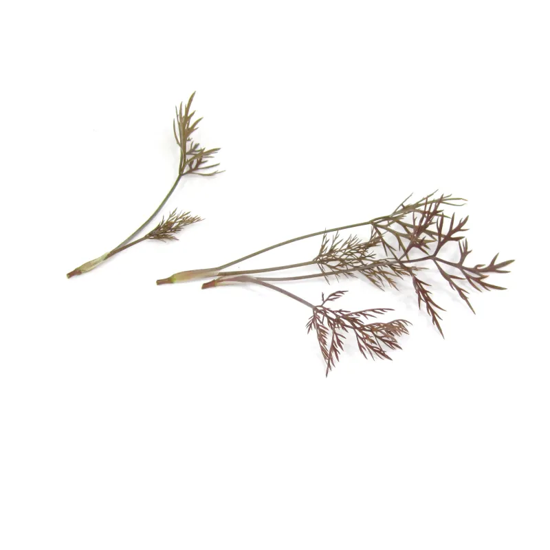 Micro Fenchel Bronze – Raffiniert und Aromatisch – PUURgroenten