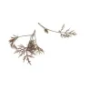Micro fennel bronze - PUURgroenten Webshop