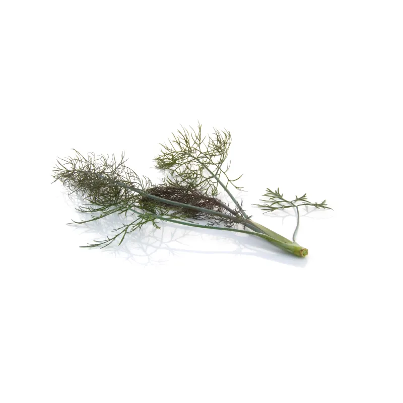 Bronzen Fenchel – Aromatisch und Raffiniert – PUURgroenten