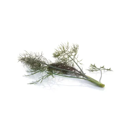 Bronzen Fenchel – Aromatisch und Raffiniert – PUURgroenten