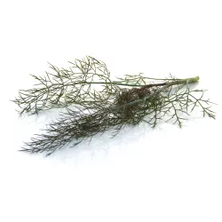 Bronzen Fenchel – Aromatisch und Raffiniert – PUURgroenten
