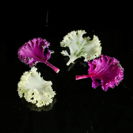 Colorful koolleaves koop je online bij PUURgroenten