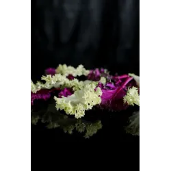 Colorful koolleaves koop je online bij PUURgroenten