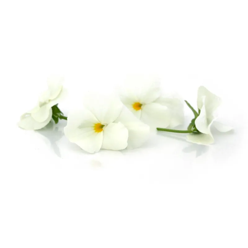 Edible White Violets – Stylish Addition to Dishes – PUURgroenten
