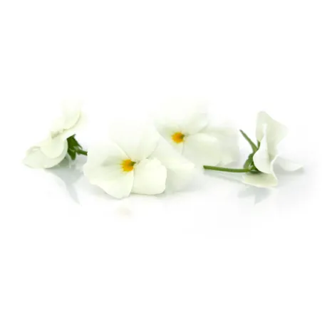Edible White Violets – Stylish Addition to Dishes – PUURgroenten Edible White Violets – Stylish Addition to Dishes – PUURgroenten