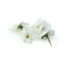 Edible White Violets – Stylish Addition to Dishes – PUURgroenten