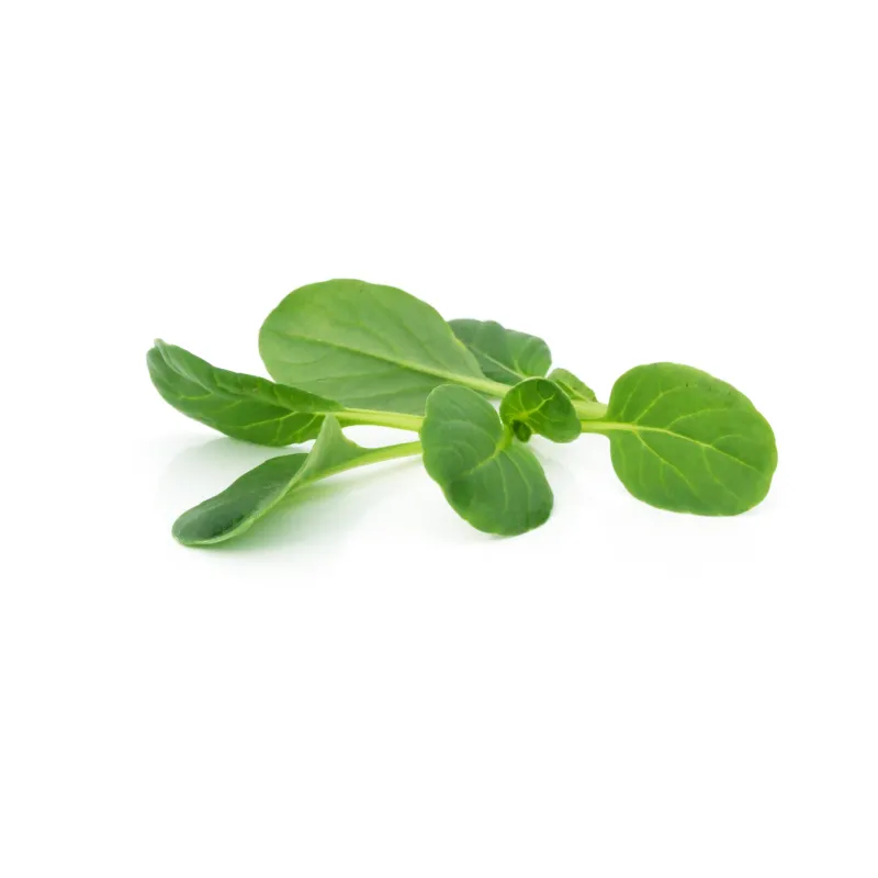 Mini tatsoi groen