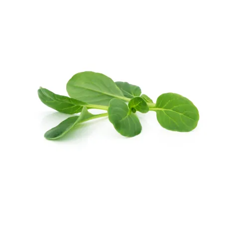 Mini Green Tatsoi – Fresh, Nutty Flavor Mini Green Tatsoi – Fresh, Nutty Flavor