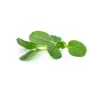 Mini tatsoi groen