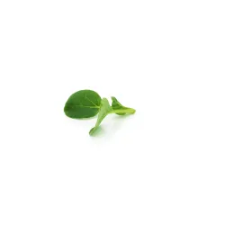 Mini Grüner Tatsoi – Frischer, Nussiger Geschmack