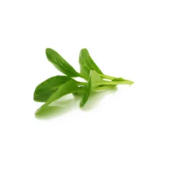 Mini Grüner Tatsoi – Frischer, Nussiger Geschmack