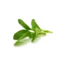 Mini Grüner Tatsoi – Frischer, Nussiger Geschmack