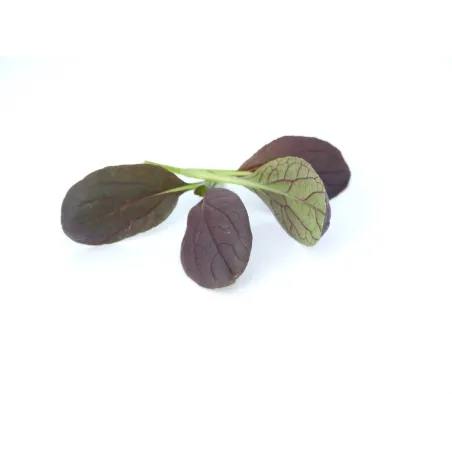 Mini Roter Tatsoi – Raffiniert und Mild im Geschmack – PUURgroenten