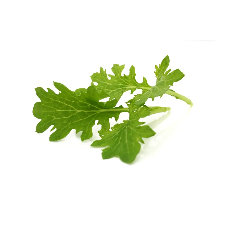 Mini Green Mustard Leaf – Spicy and Flavorful – PUURgroenten