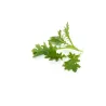Mini Grünes Senfblatt – Würzig und Geschmacksvoll - PUURgroenten