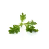 Mini Green Mustard Leaf – Spicy and Flavorful – PUURgroenten