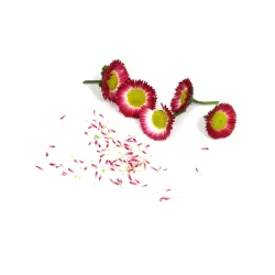 Madeliefjes Rood en Wit – Eetbare Bloemen van PUURgroenten