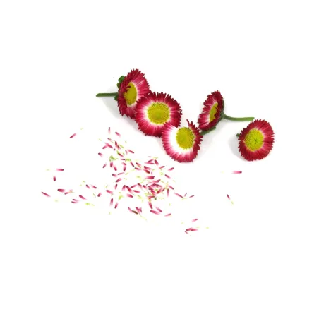 Red & White Daisies – Edible Flowers from PUURgroenten