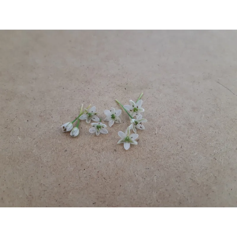 Chinese Leek Bloemen – Eetbare Bloemen van PUURgroenten