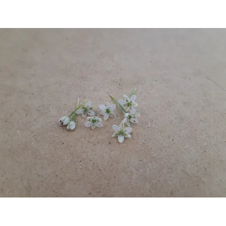 Chinese Leek Bloemen – Eetbare Bloemen van PUURgroenten