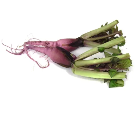 Purple Mini Radish | PUURgroenten Purple Mini Radish | PUURgroenten