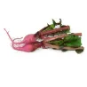 Mini Red Radish |PUURgroenten