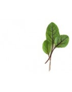 Fresh Herbs – Premium Quality for Chefs and Home Cooks – PUURgroenten